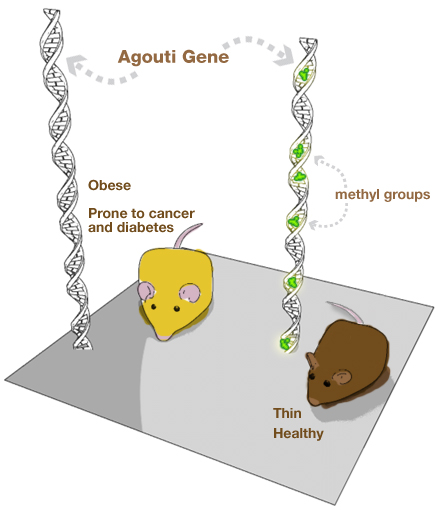 Mice with the agouti gene (picture from University of Utah)