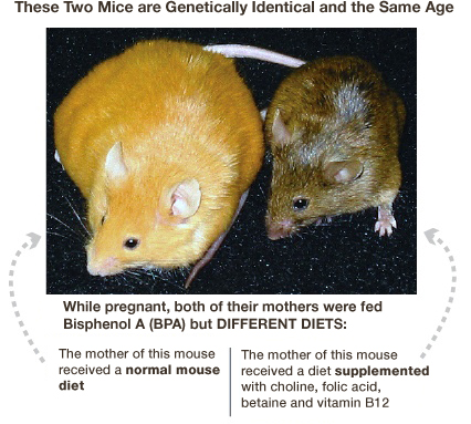 Mice with the agouti gene