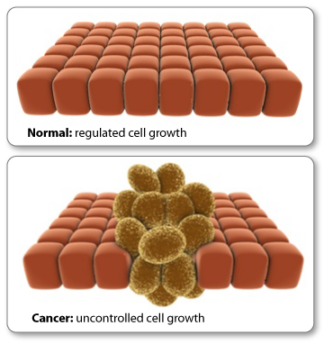 Normal cells and cancer cells