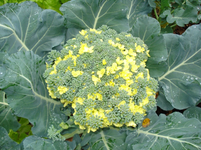 broccoli flowering