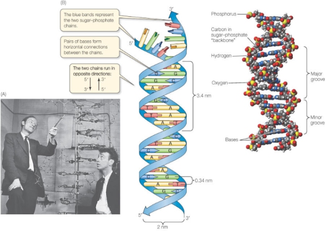 DNA Watson and Crick