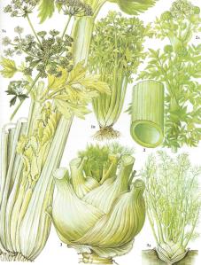 celery botanical drawing