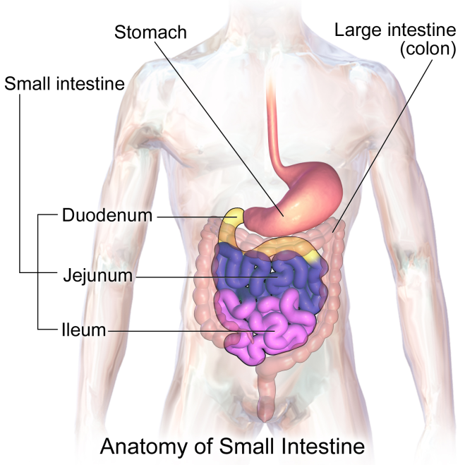 small intestine, colon