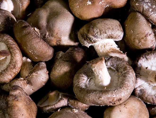 mushrooms containing vitamin B12
